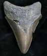 Megalodon Tooth - Great Serrations #7829-1